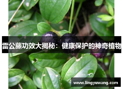 雷公藤功效大揭秘：健康保护的神奇植物